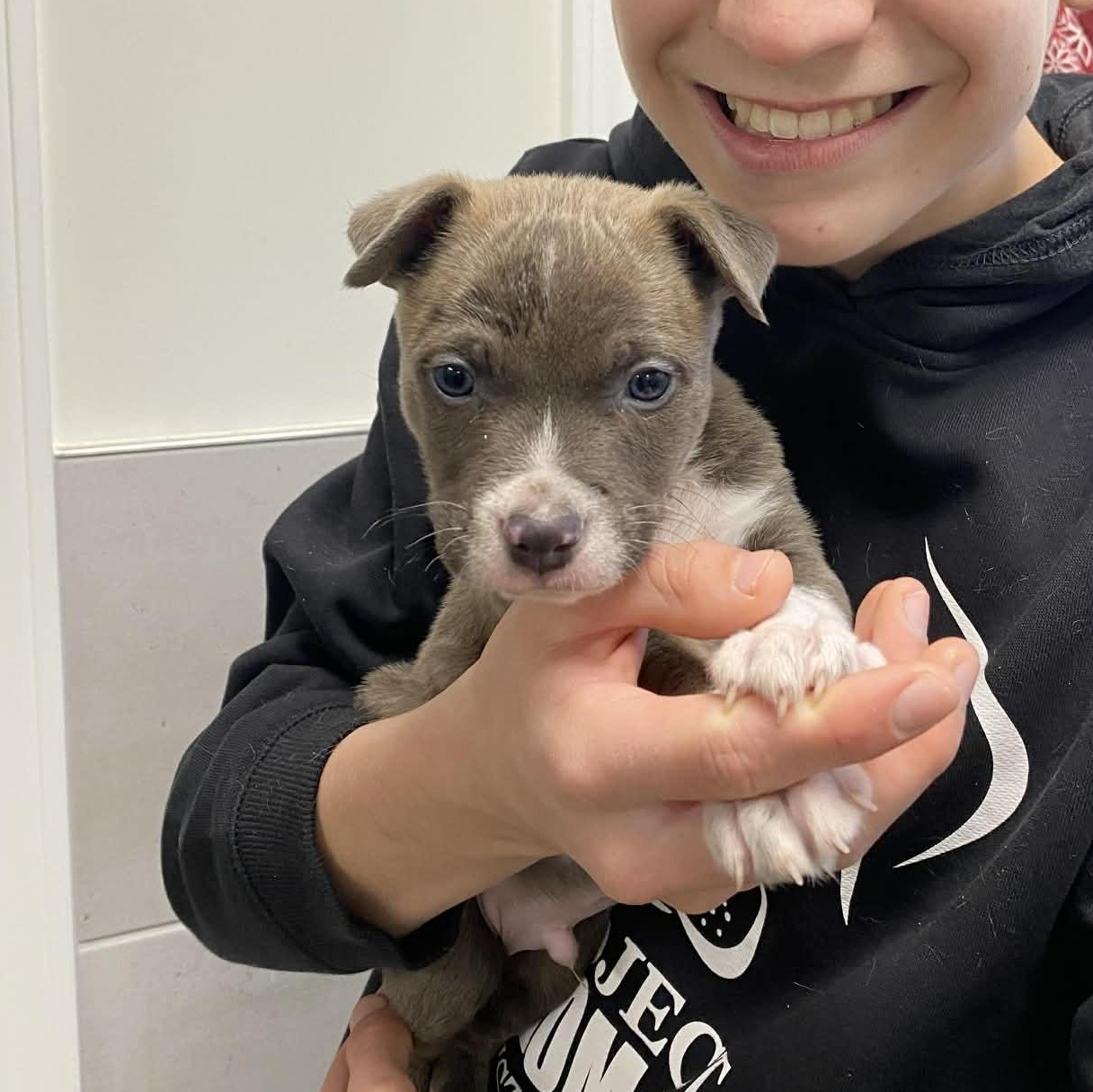 Enlarge Arlo, an adopted mixed breed in Potomac, MD image 2/2