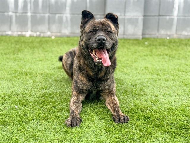 Enlarge GRANT, a Adoptable mixed breed in Santa Monica, CA image 1/1