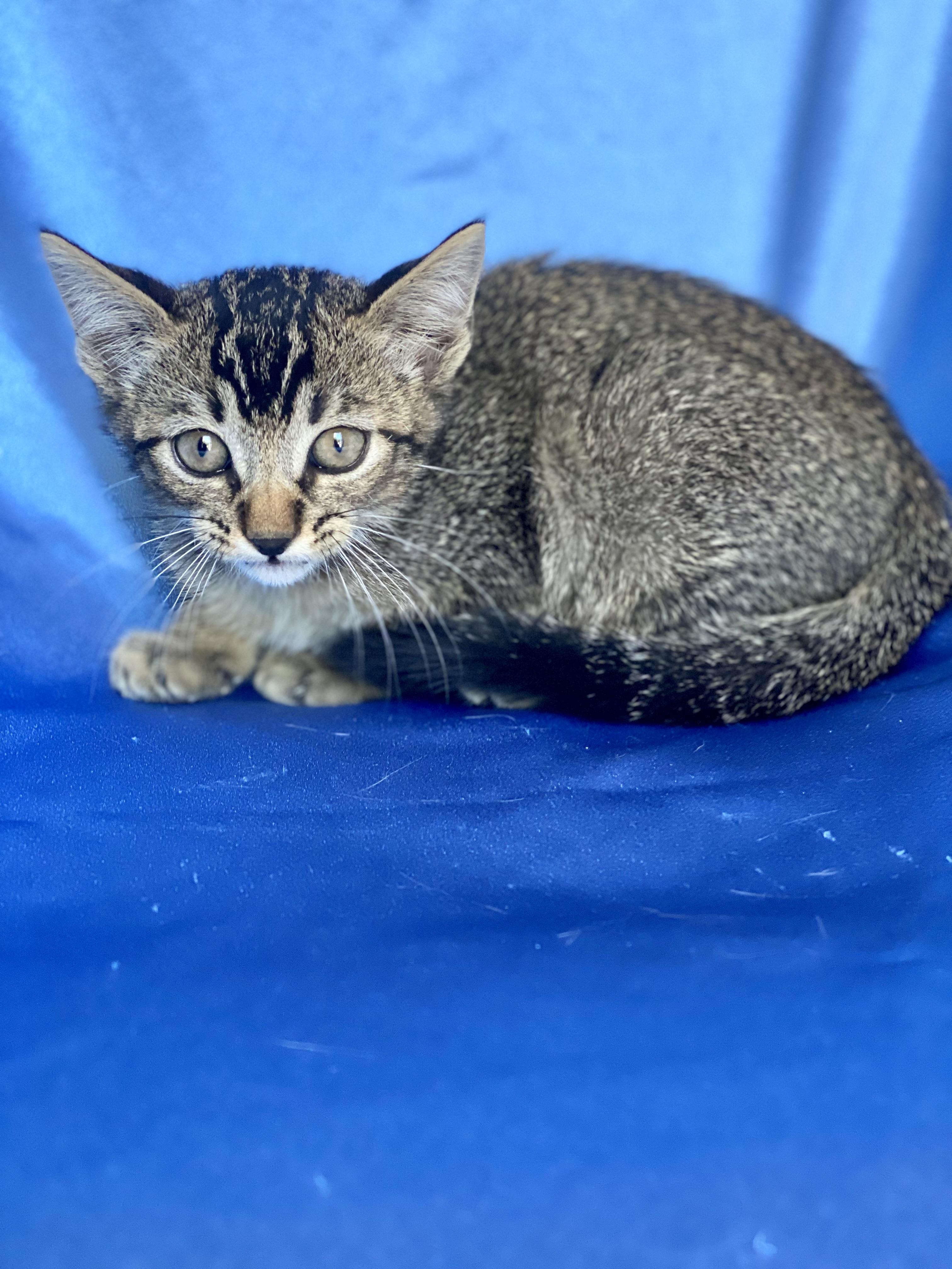 Enlarge MOCHI, a Adoptable Tabby in Rowland Heights, CA image 2/2