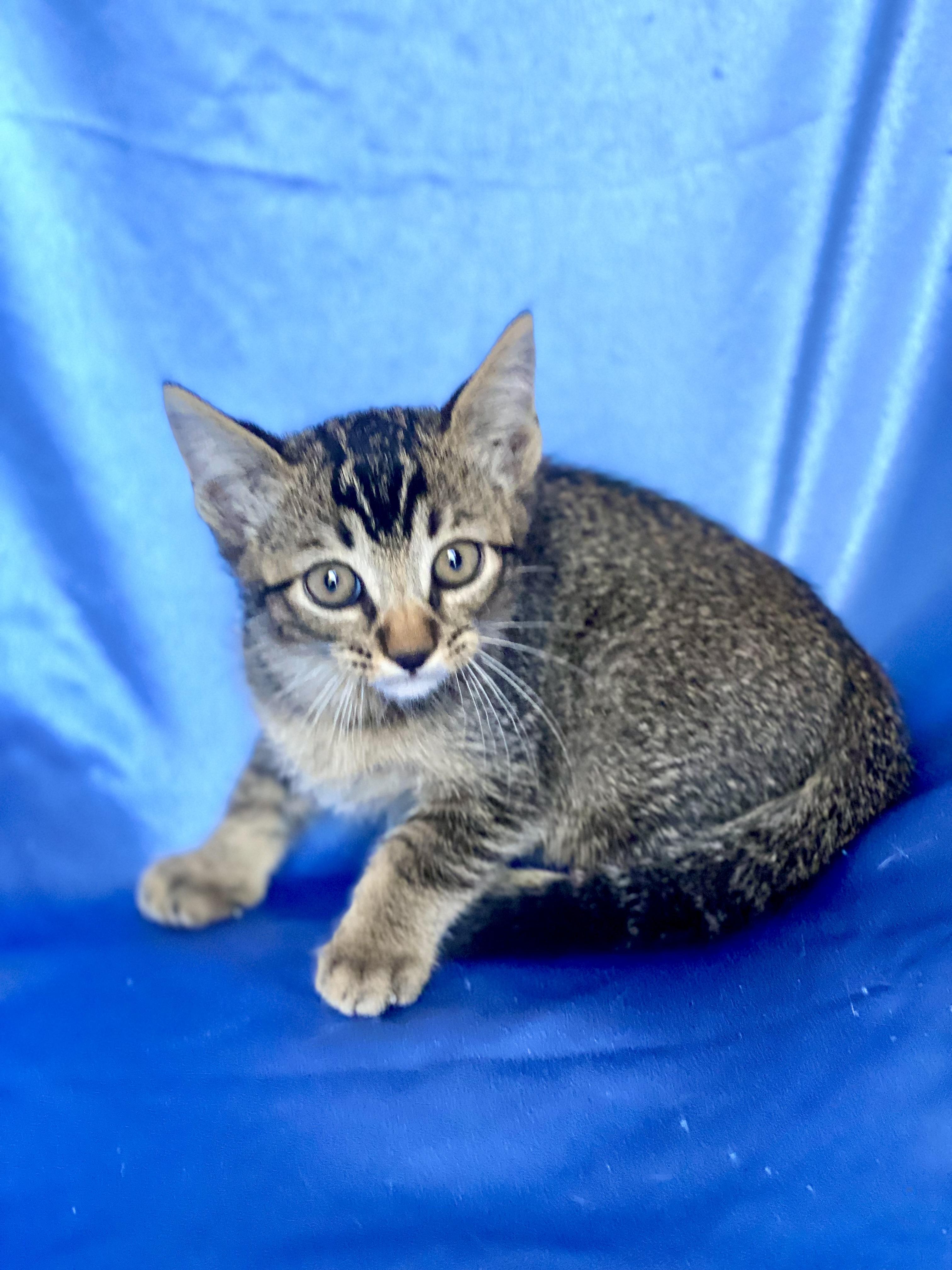 MOCHI, Adoptable, Kitten Male Tabby.
