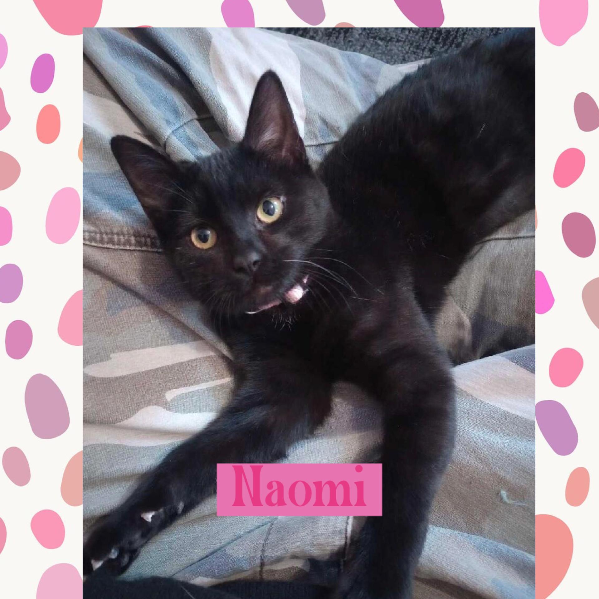 Enlarge Naomi, an adopted Domestic Short Hair in Warren, OH image 1/1