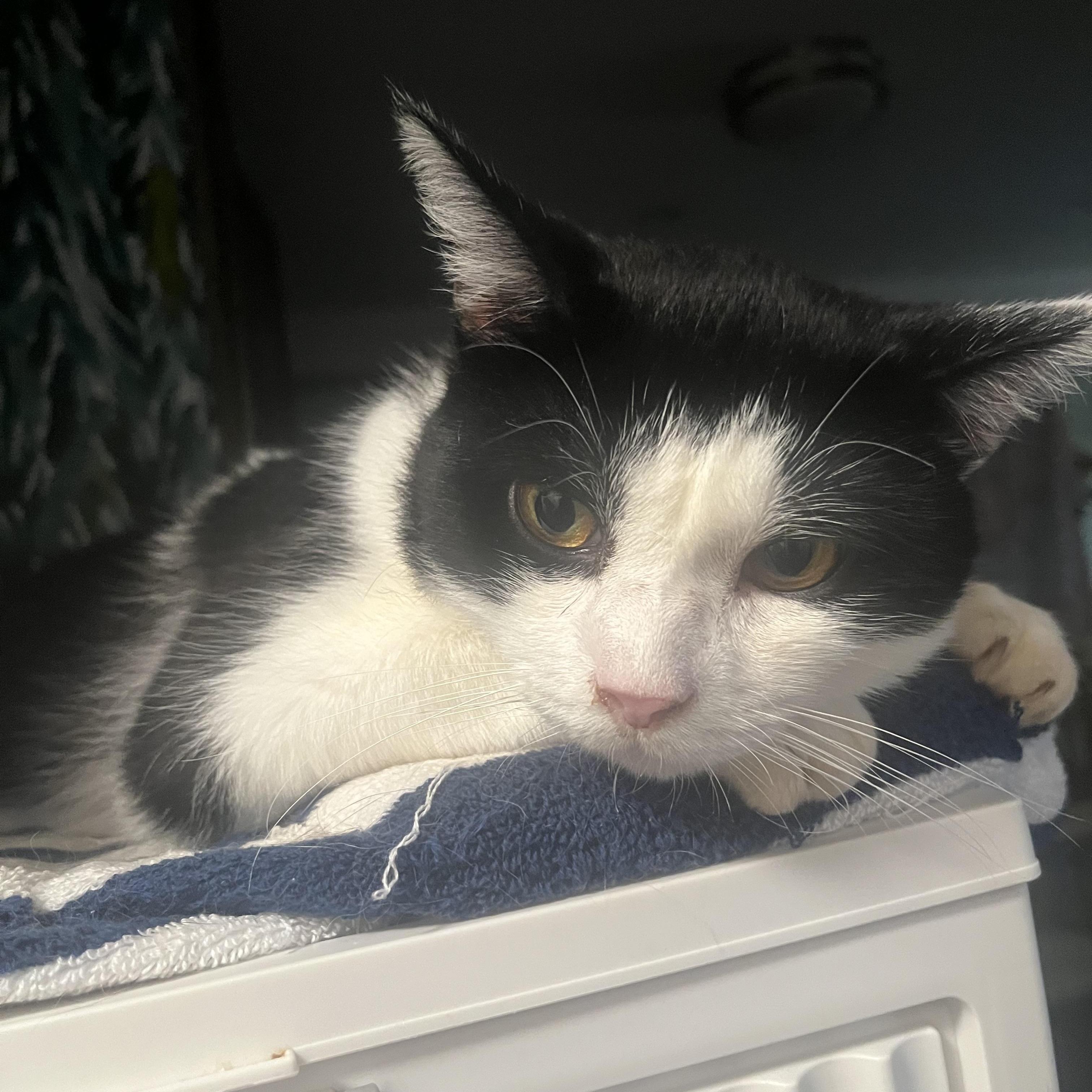 Chapo, Adult Male Tuxedo