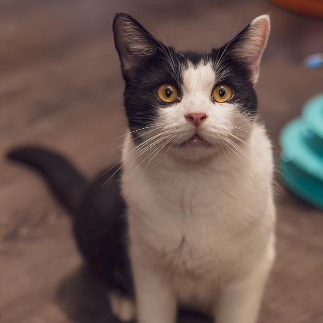 Chapo, a Adoptable Tuxedo in Astoria, NY image 2/4