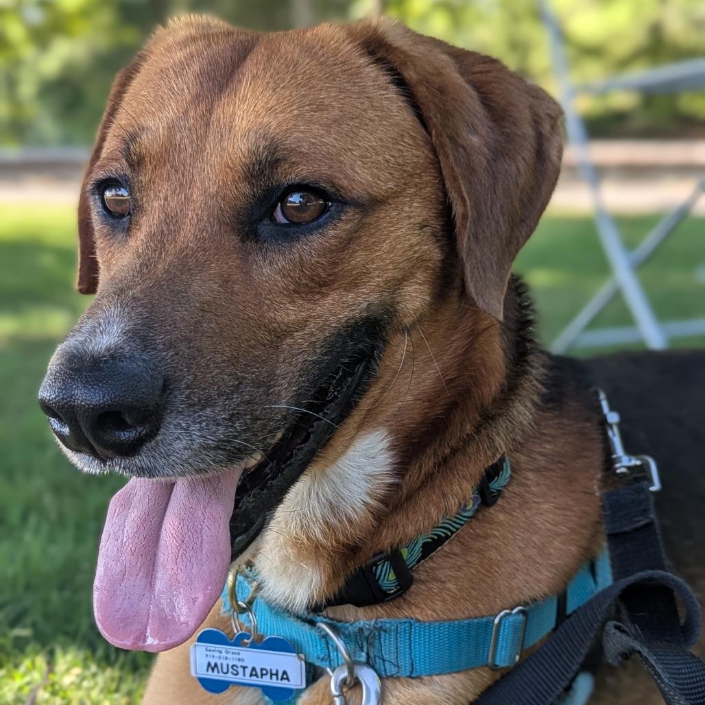 Enlarge Mustapha, a Adoptable Hound in Wake Forest, NC image 1/6