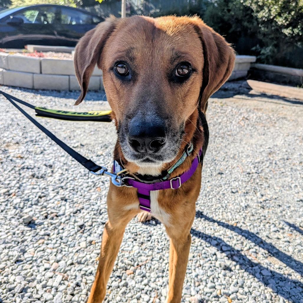 Enlarge Mustapha, a Adoptable Hound in Wake Forest, NC image 2/6