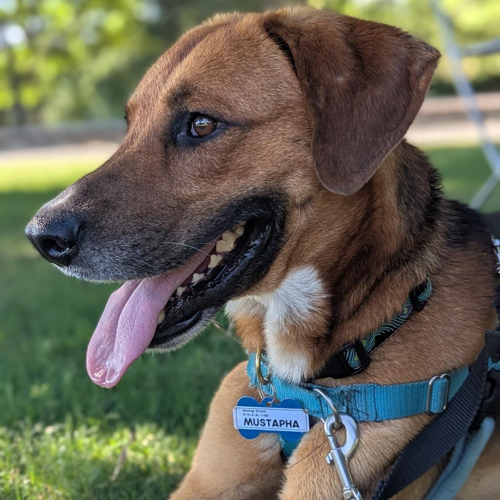 Enlarge Mustapha, a Adoptable Hound in Wake Forest, NC image 3/6