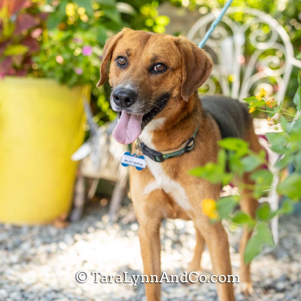 Enlarge Mustapha, a Adoptable Hound in Wake Forest, NC image 5/6