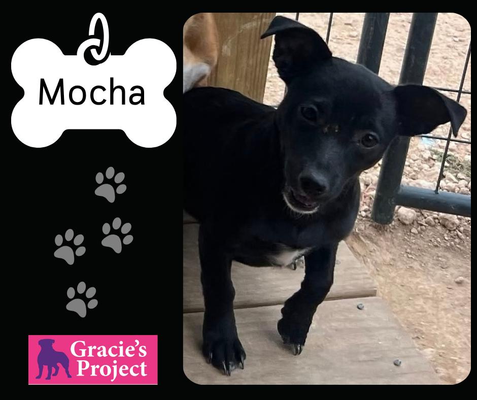 Mocha