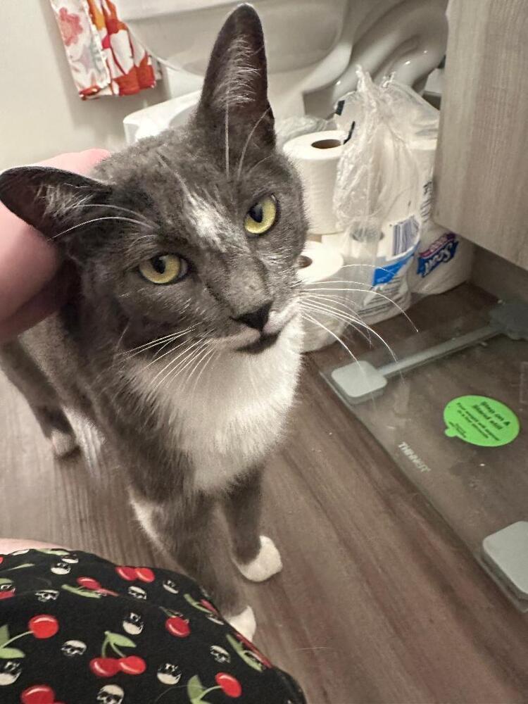 Enlarge Olive Oil, a Adoptable Domestic Short Hair in Oceanside, CA image 1/6