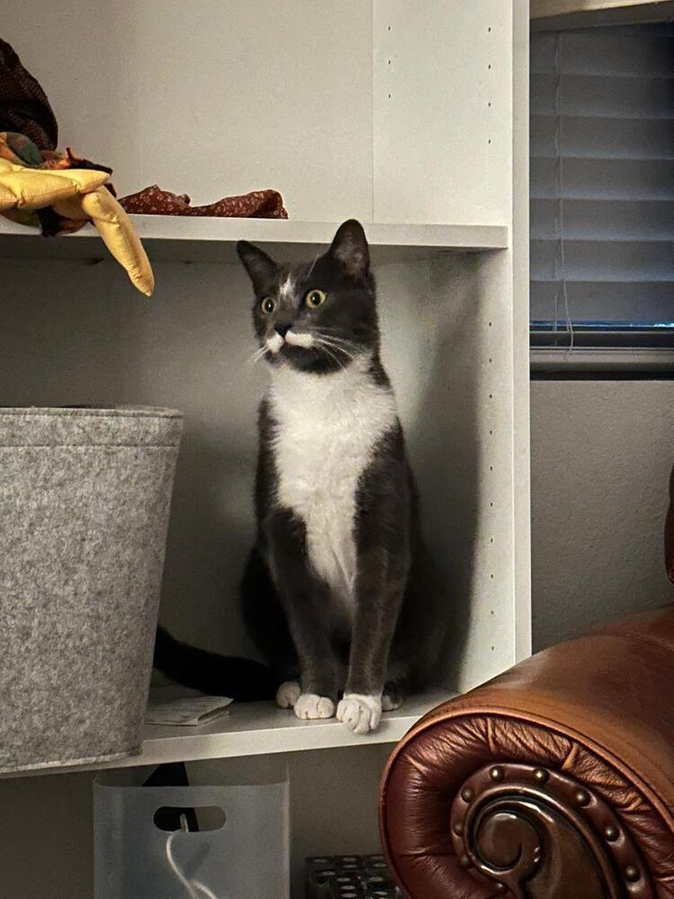 Enlarge Olive Oil, a Adoptable Domestic Short Hair in Oceanside, CA image 2/6