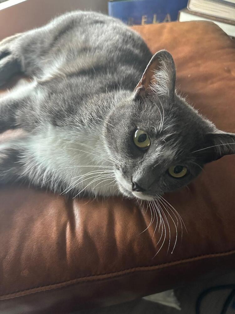 Enlarge Olive Oil, a Adoptable Domestic Short Hair in Oceanside, CA image 4/6