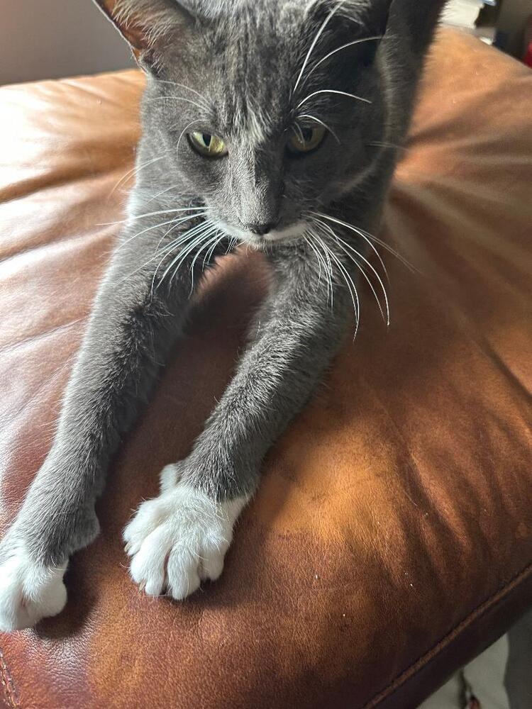 Enlarge Olive Oil, a Adoptable Domestic Short Hair in Oceanside, CA image 6/6