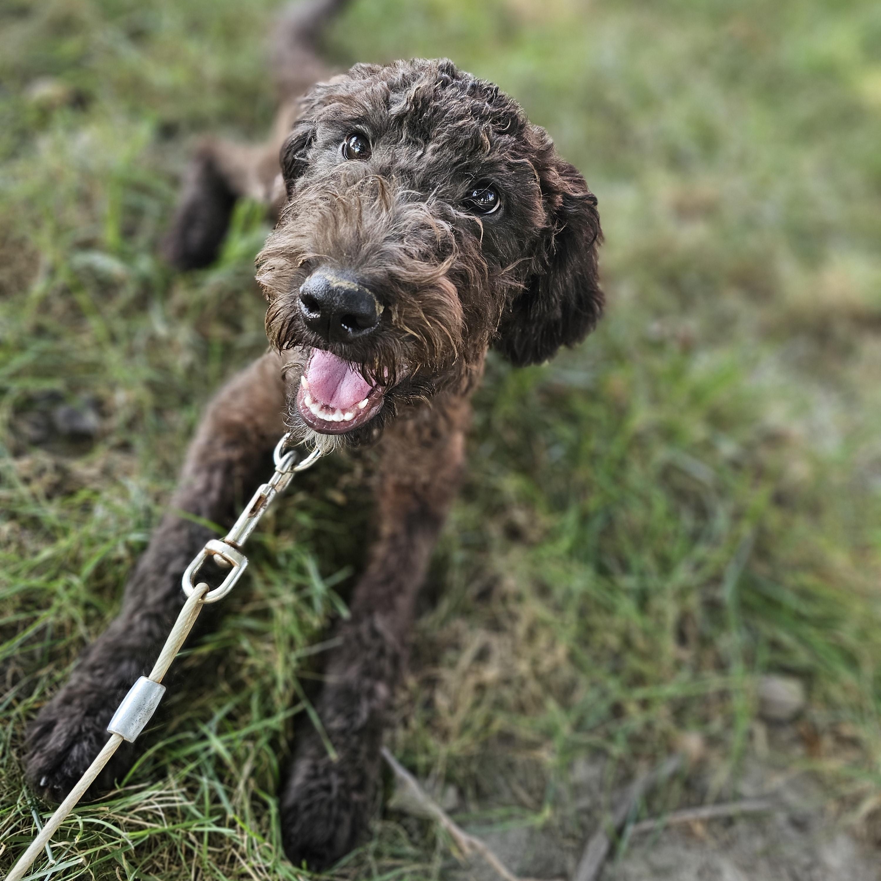 Enlarge Bubba Springfield, a Adopted mixed breed in Springfield , IL image 4/6