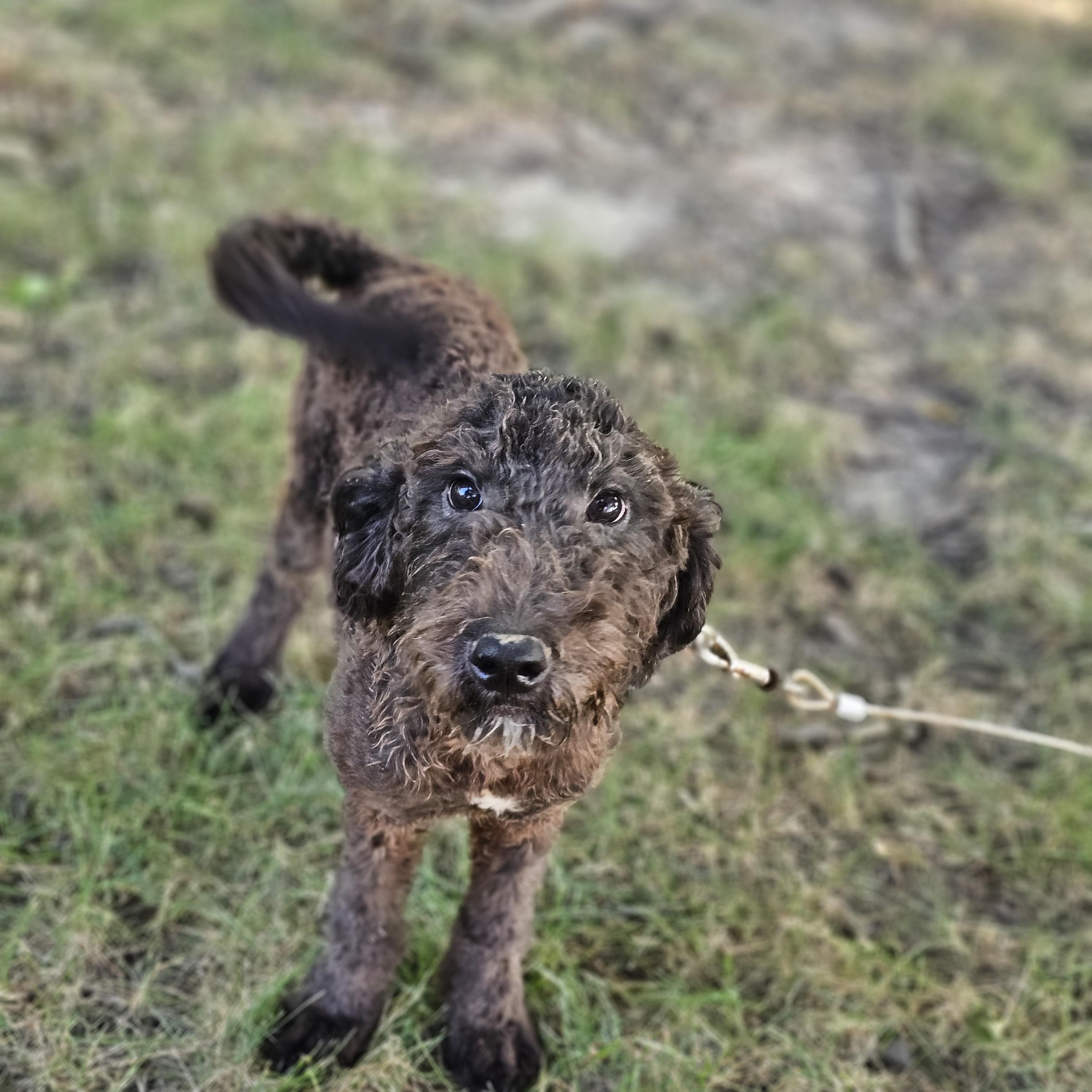 Enlarge Bubba Springfield, a Adopted mixed breed in Springfield , IL image 1/6