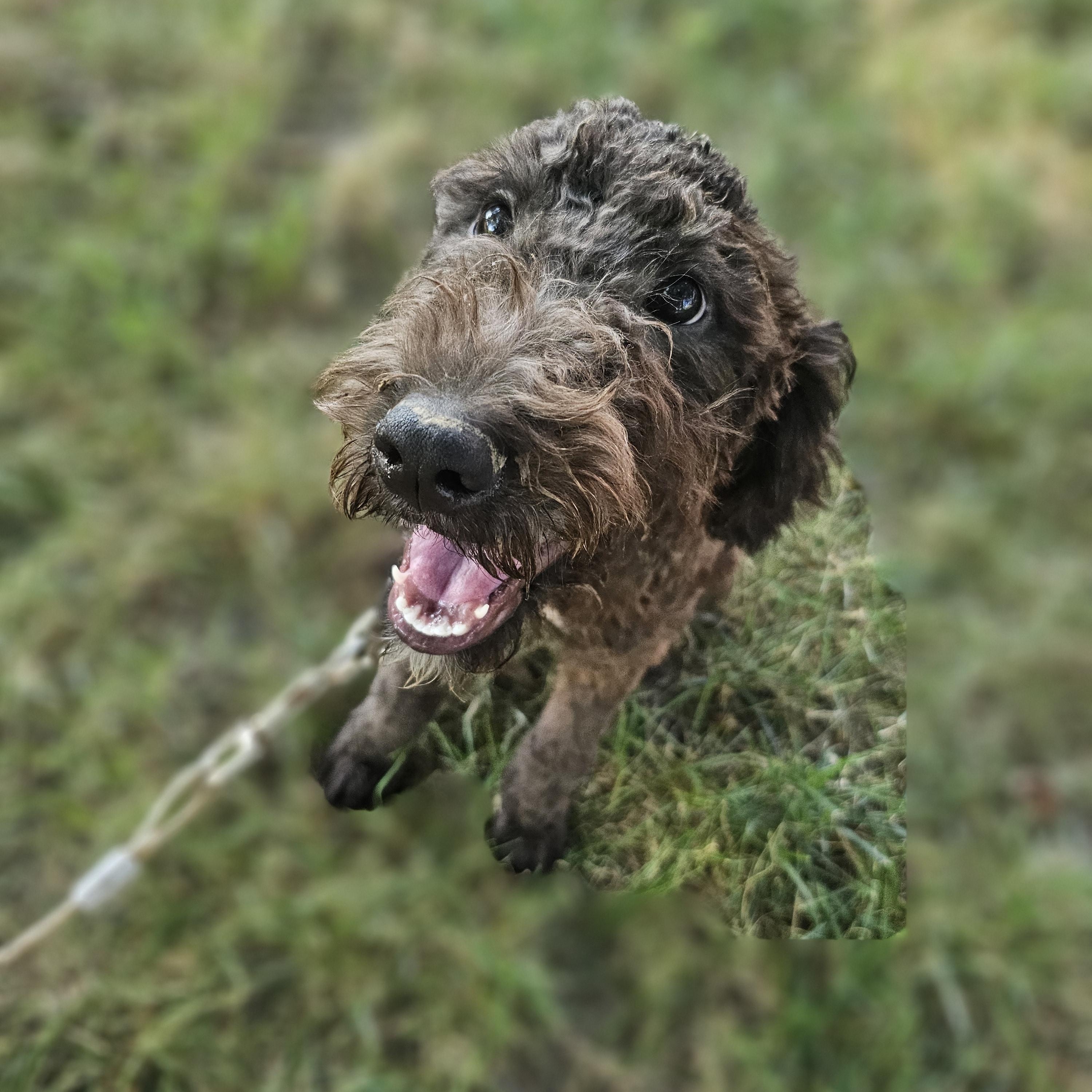 Enlarge Bubba Springfield, a Adopted mixed breed in Springfield , IL image 2/6