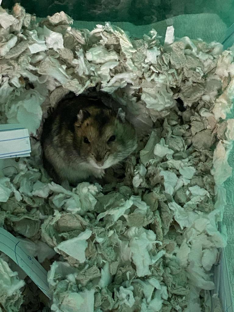 Dovey, Adoptable, Young Male Hamster.