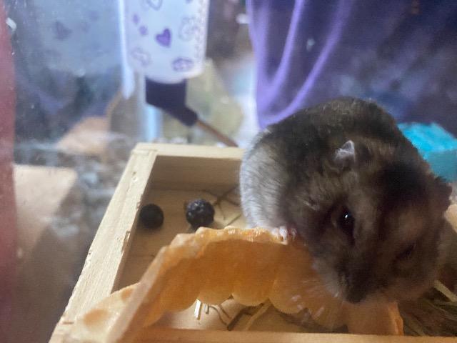 Enlarge Dovey, a Adoptable Hamster in FRANKTON, IN image 3/4