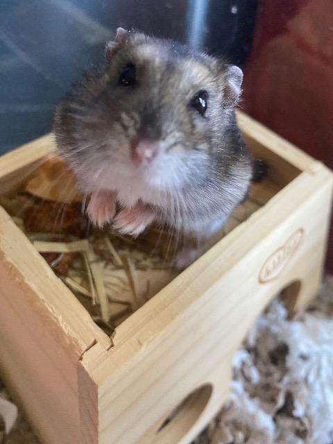Enlarge Dovey, a Adoptable Hamster in FRANKTON, IN image 4/4