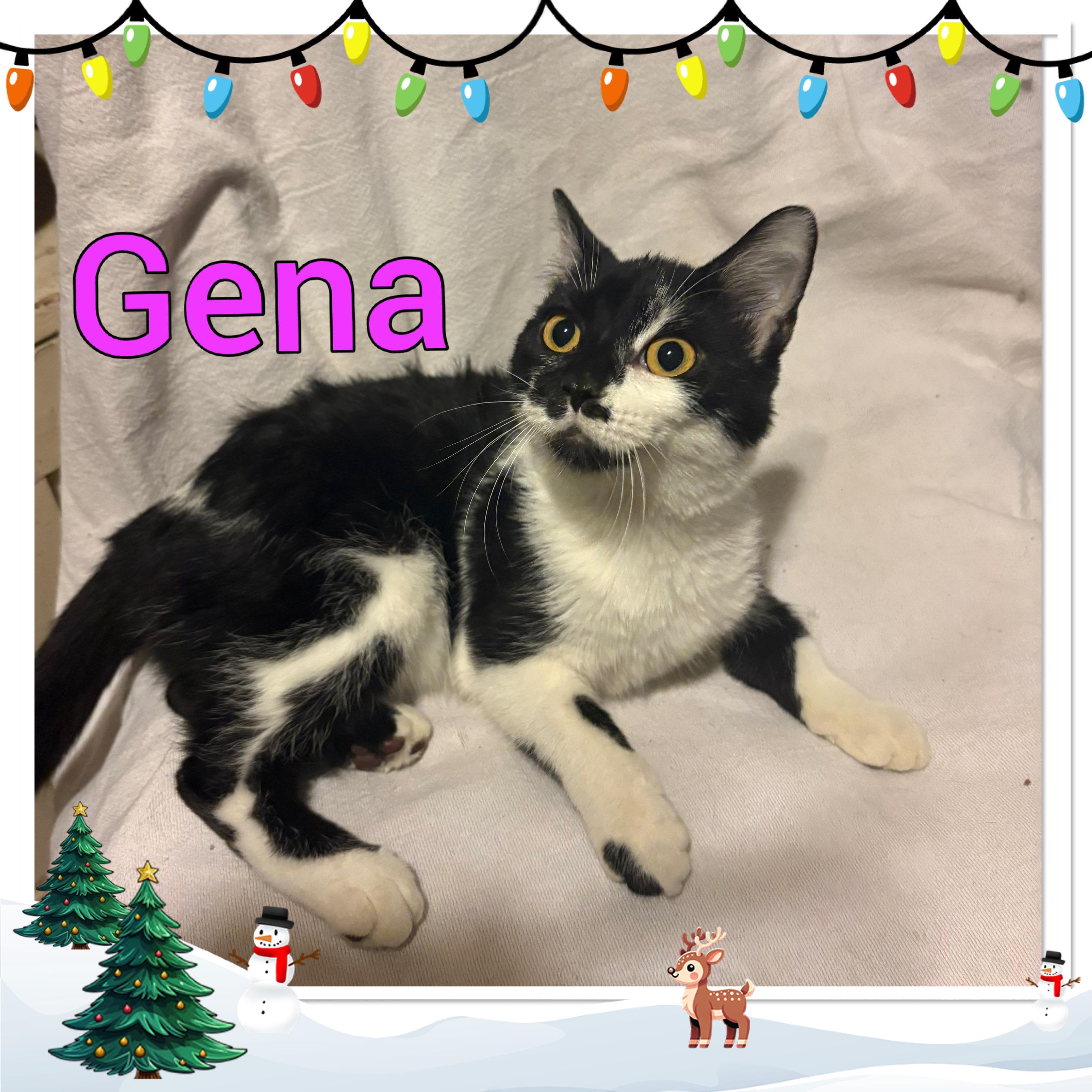 Gena, ADOPTABLE, Young Female Domestic Short Hair.