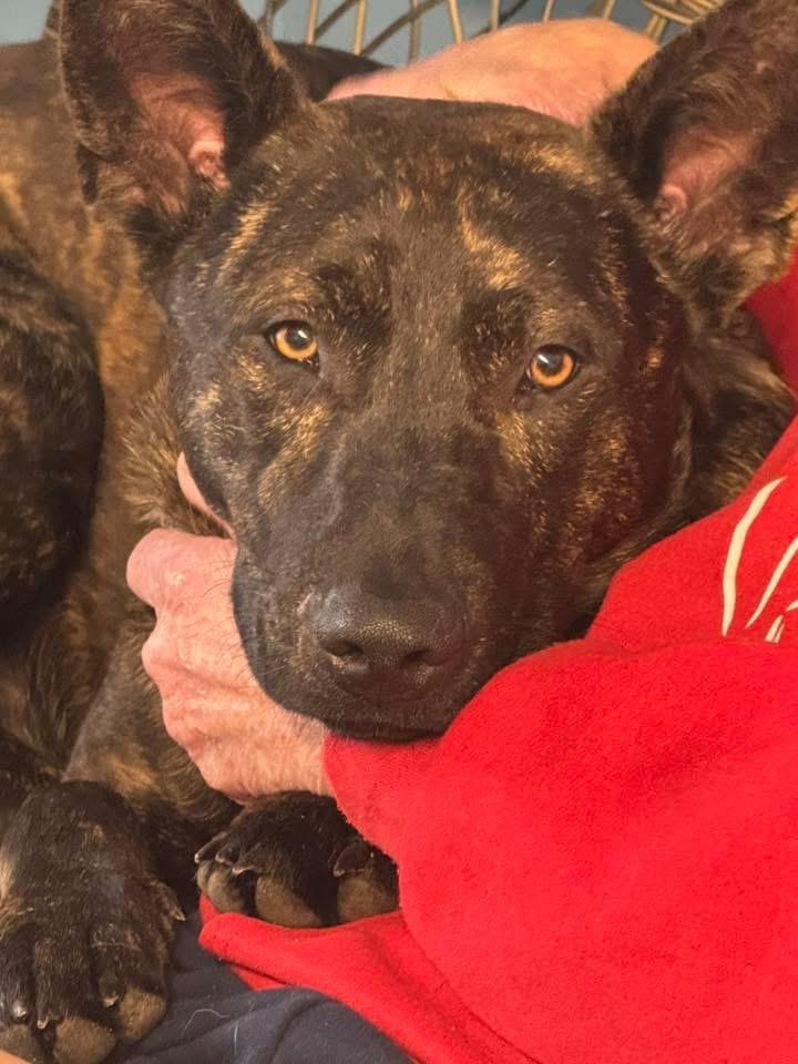 Oslo , ADOPTABLE, Adult Male Dutch Shepherd & Black Labrador Retriever.