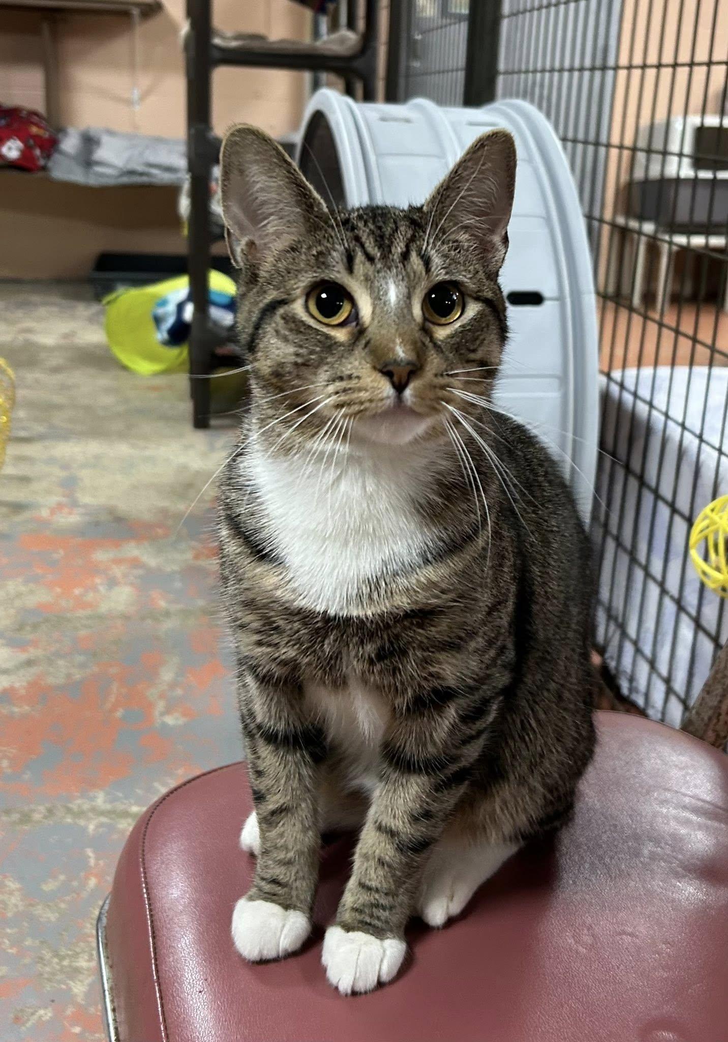 Enlarge Sleepy, a Adoptable Domestic Short Hair in Olean, NY image 1/1