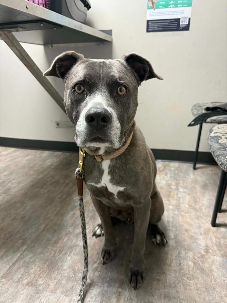 Enlarge Matteo, a Adoptable mixed breed in Waxhaw, NC image 1/6