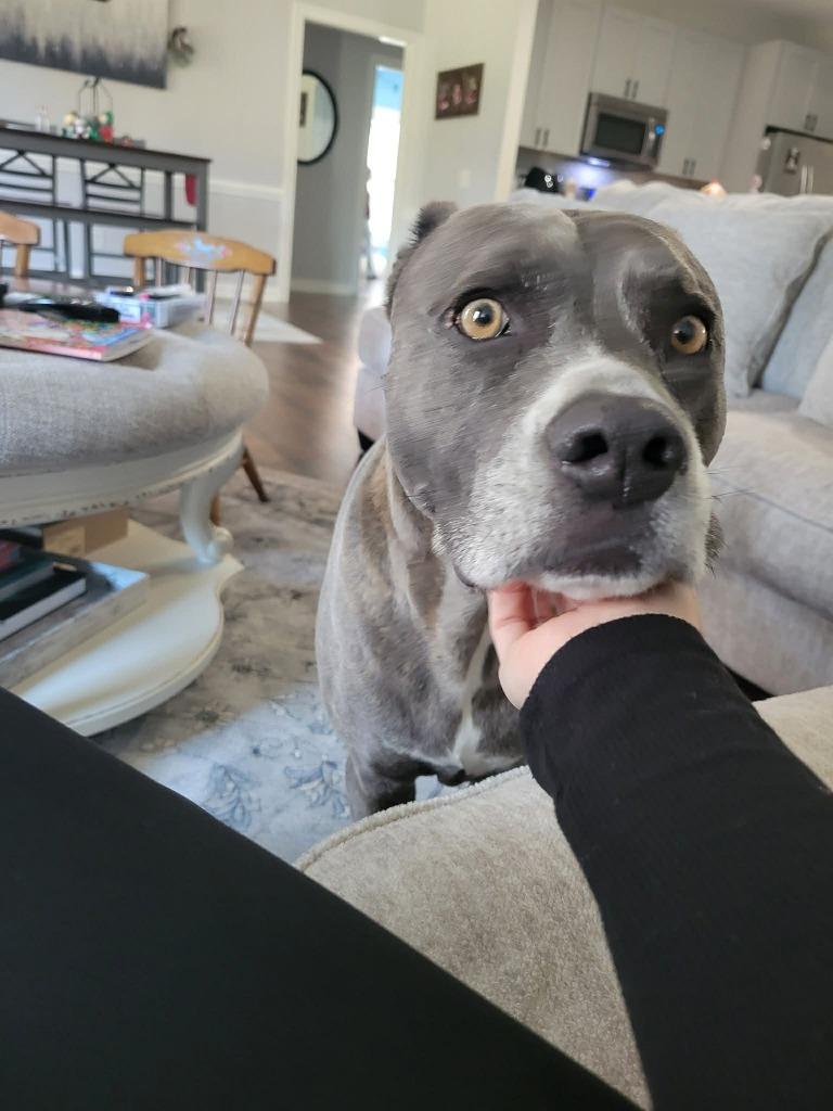 Matteo, Adoptable, Adult Male Boxer & Staffordshire Bull Terrier.