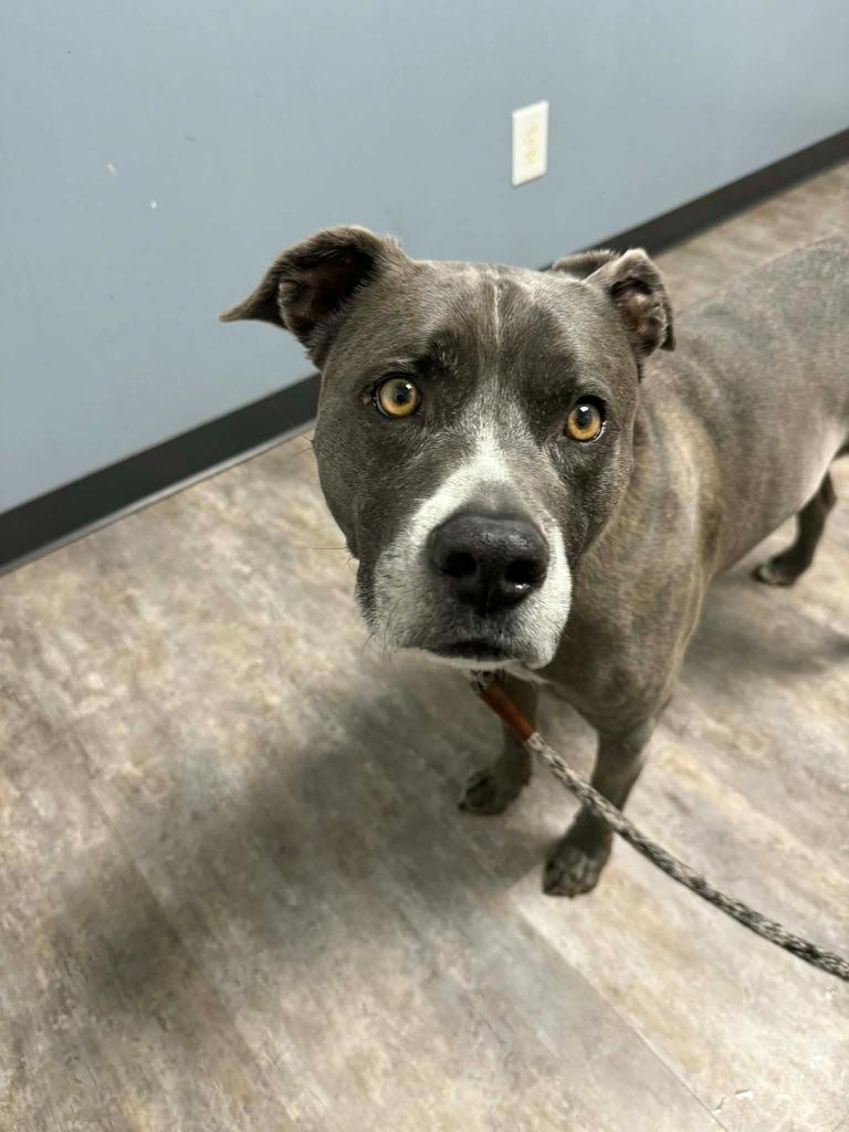 Enlarge Matteo, a Adoptable mixed breed in Waxhaw, NC image 3/6