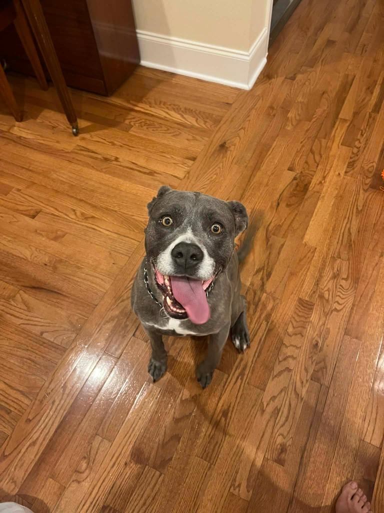 Enlarge Matteo, a Adoptable mixed breed in Waxhaw, NC image 2/6