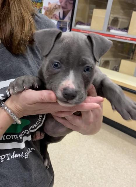 Enlarge Matteo, a Adoptable mixed breed in Waxhaw, NC image 5/6
