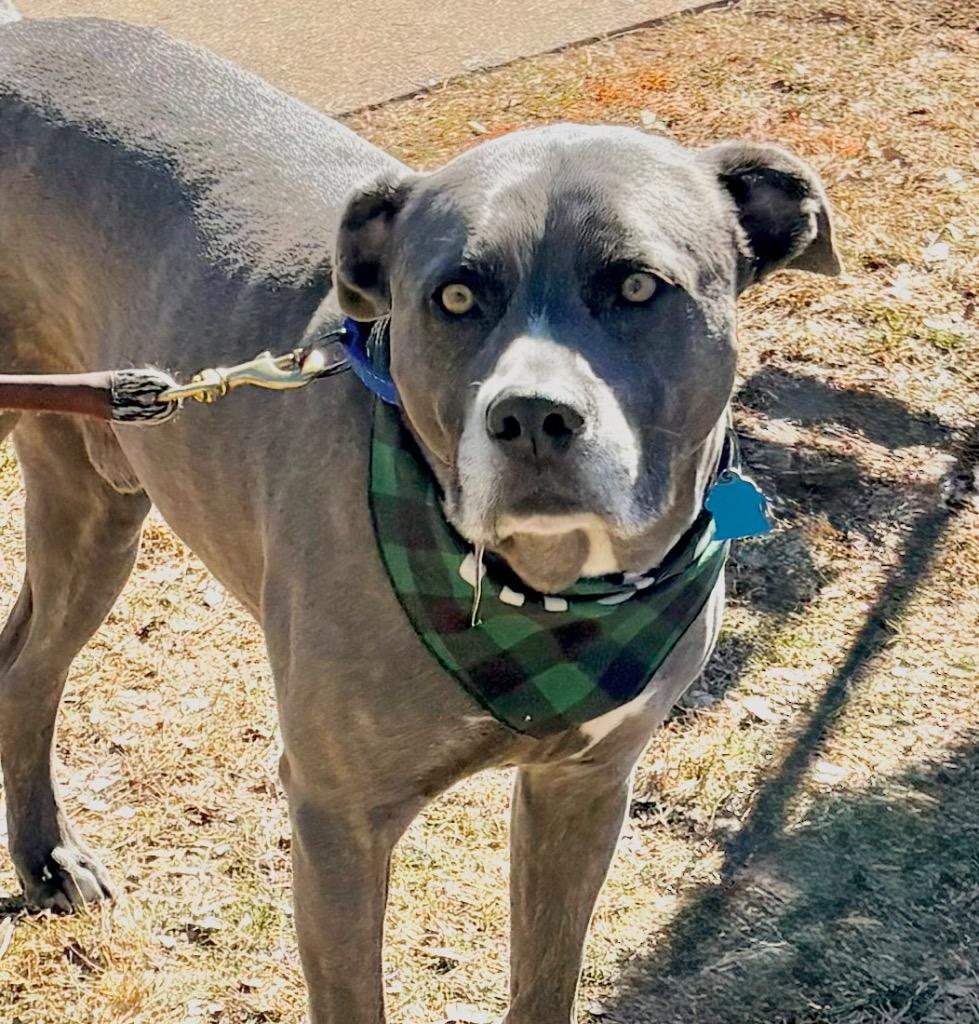 Enlarge Matteo, a Adoptable mixed breed in Waxhaw, NC image 2/6