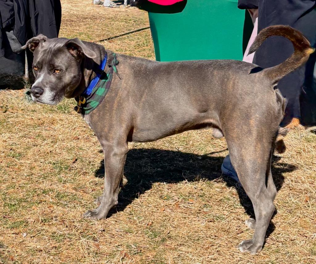 Enlarge Matteo, a Adoptable mixed breed in Waxhaw, NC image 4/6