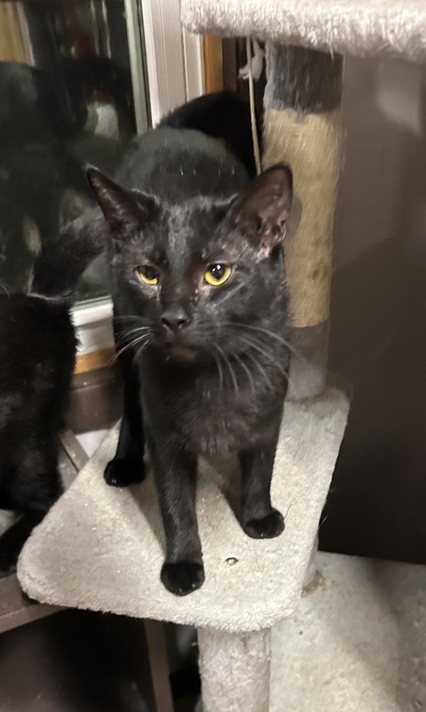 Ruckus, Adoptable, Young Male Domestic Short Hair.