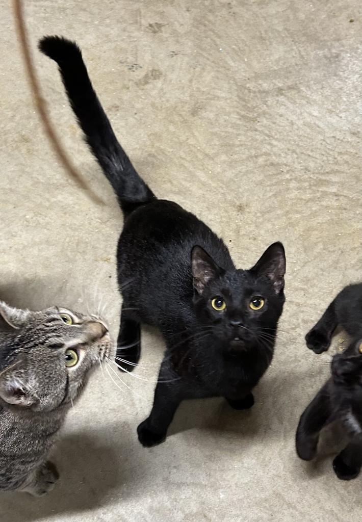 Enlarge Ruckus, a Adoptable mixed breed in Portland, IN image 3/4