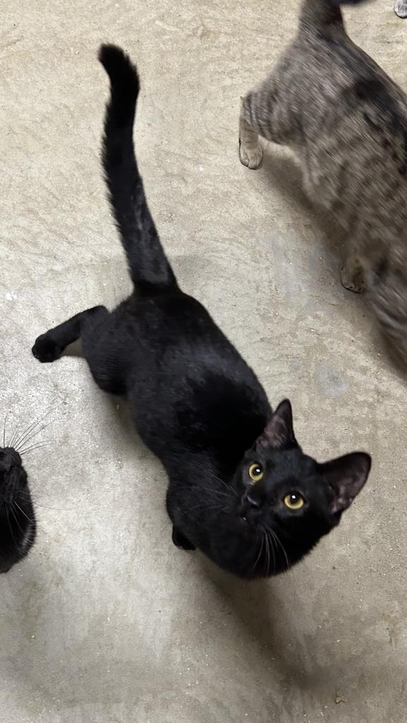 Enlarge Ruckus, a Adoptable mixed breed in Portland, IN image 4/4