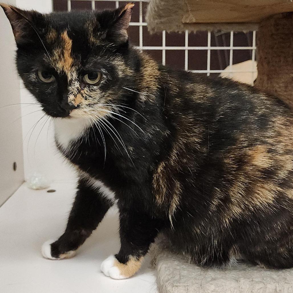 Enlarge Kitty Mama, a Adoptable Domestic Short Hair in Williston, FL image 1/3