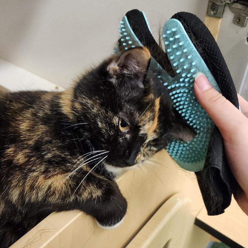 Enlarge Kitty Mama, a Adoptable Domestic Short Hair in Williston, FL image 2/3