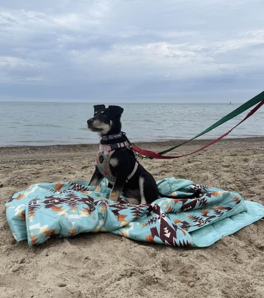 Enlarge Annie Oakley, an adoptable mixed breed in Woodstock, ON image 6/6