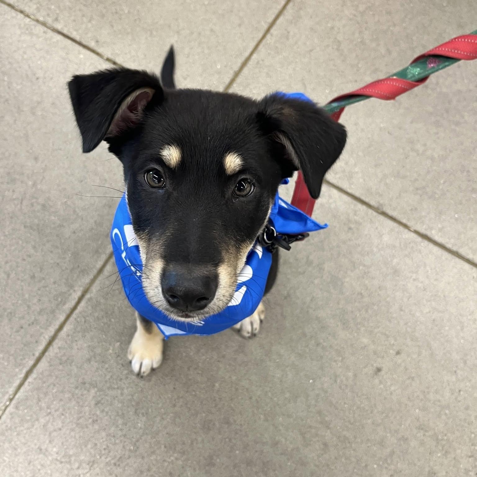 Annie Oakley, adoptable, Puppy Female Shepherd.