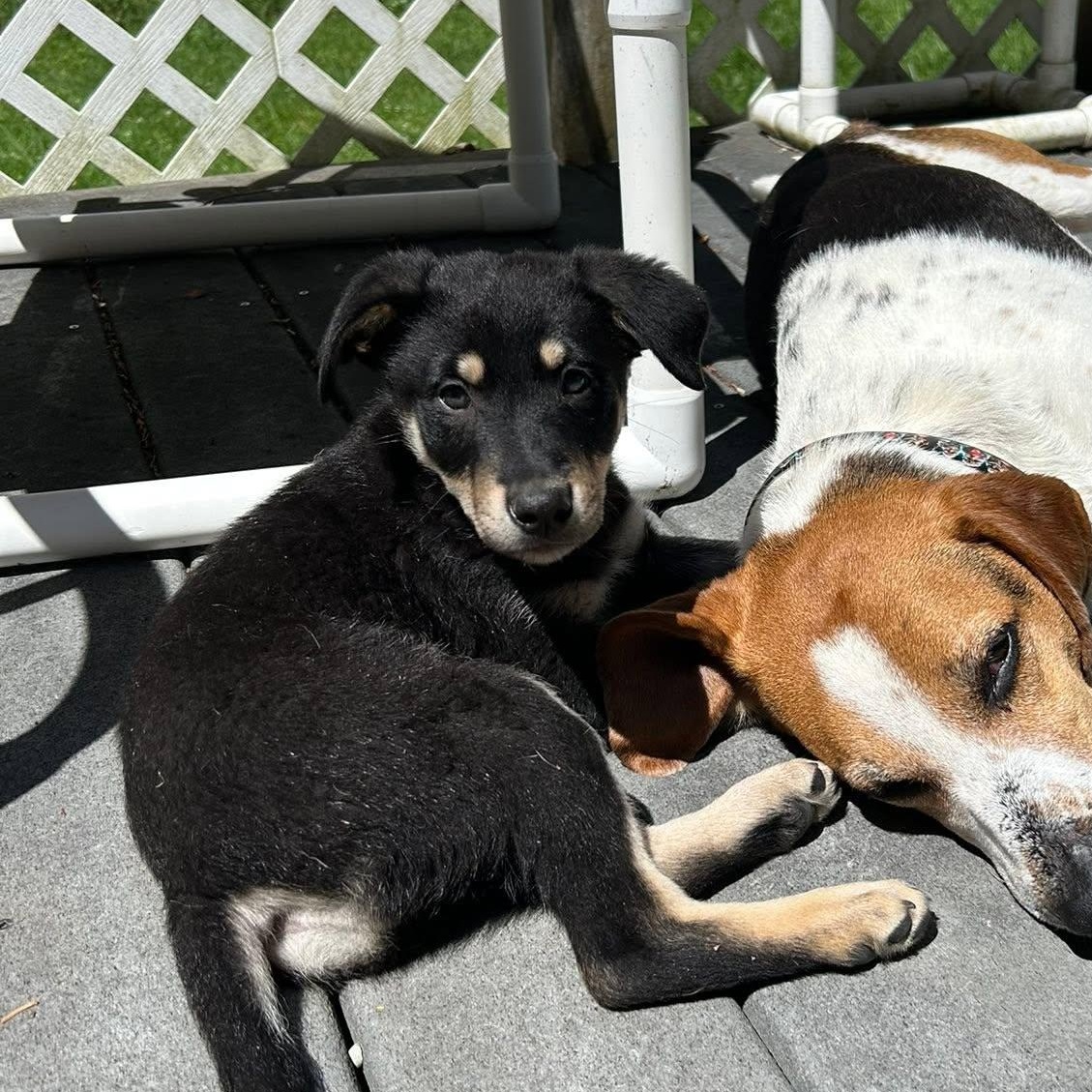 Enlarge Annie Oakley, an adoptable mixed breed in Woodstock, ON image 4/6