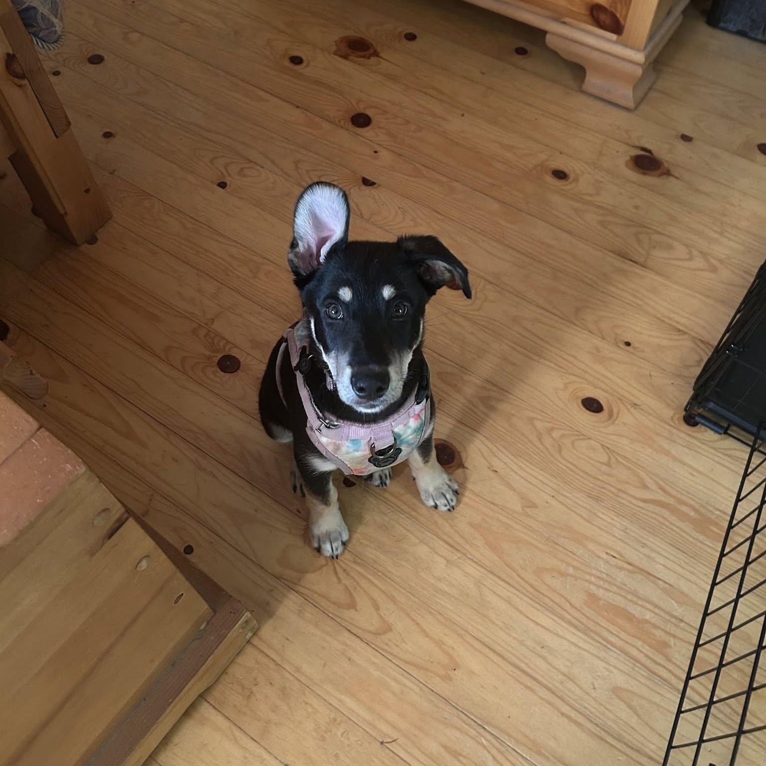 Enlarge Annie Oakley, an adoptable mixed breed in Woodstock, ON image 2/6