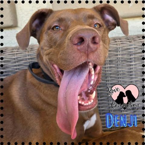 Denji, ADOPTABLE, Young Male Australian Cattle Dog / Blue Heeler & Pit Bull Terrier.