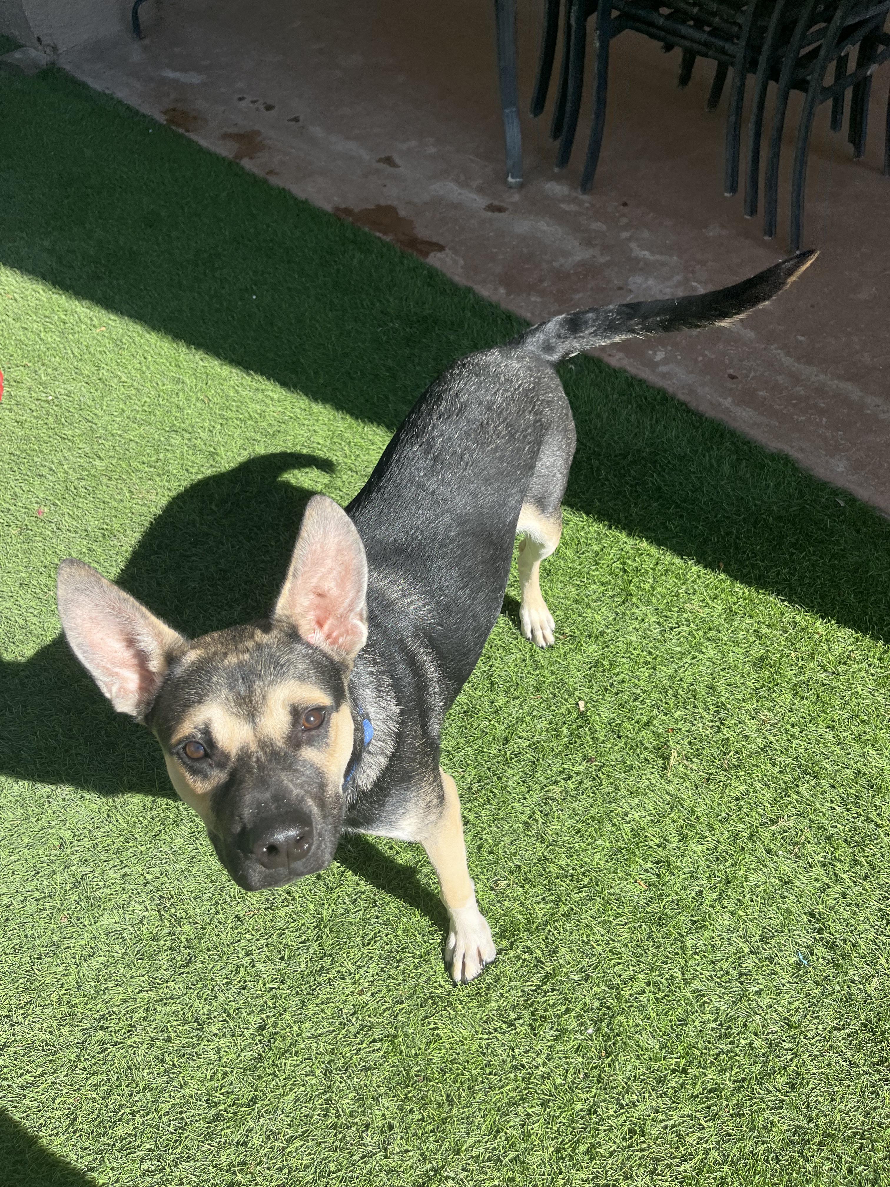 Jamal, an adoptable German Shepherd Dog in El Paso, TX, 79912 | Photo Image 1