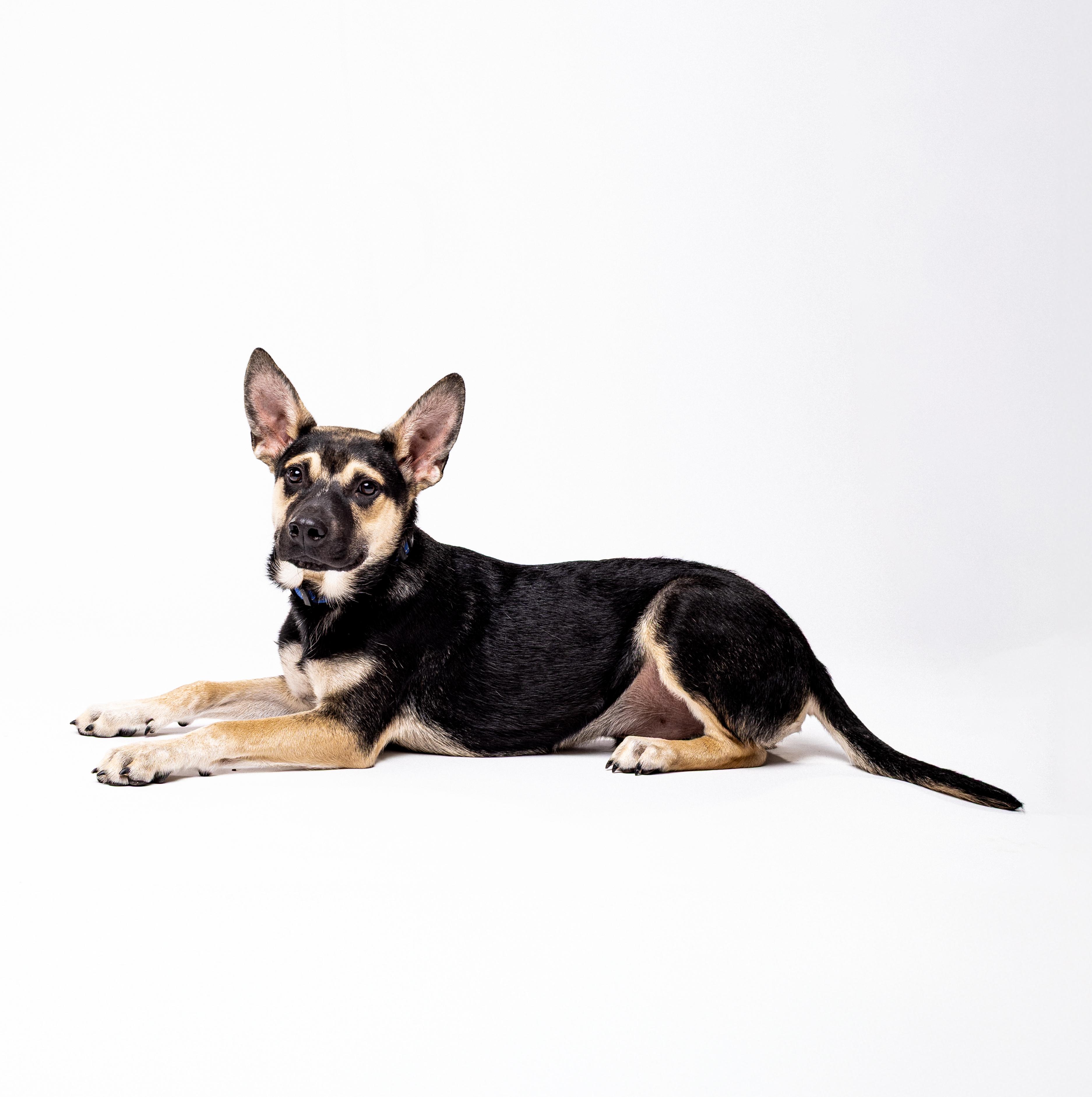 Jamal, an adoptable German Shepherd Dog in El Paso, TX, 79912 | Photo Image 2