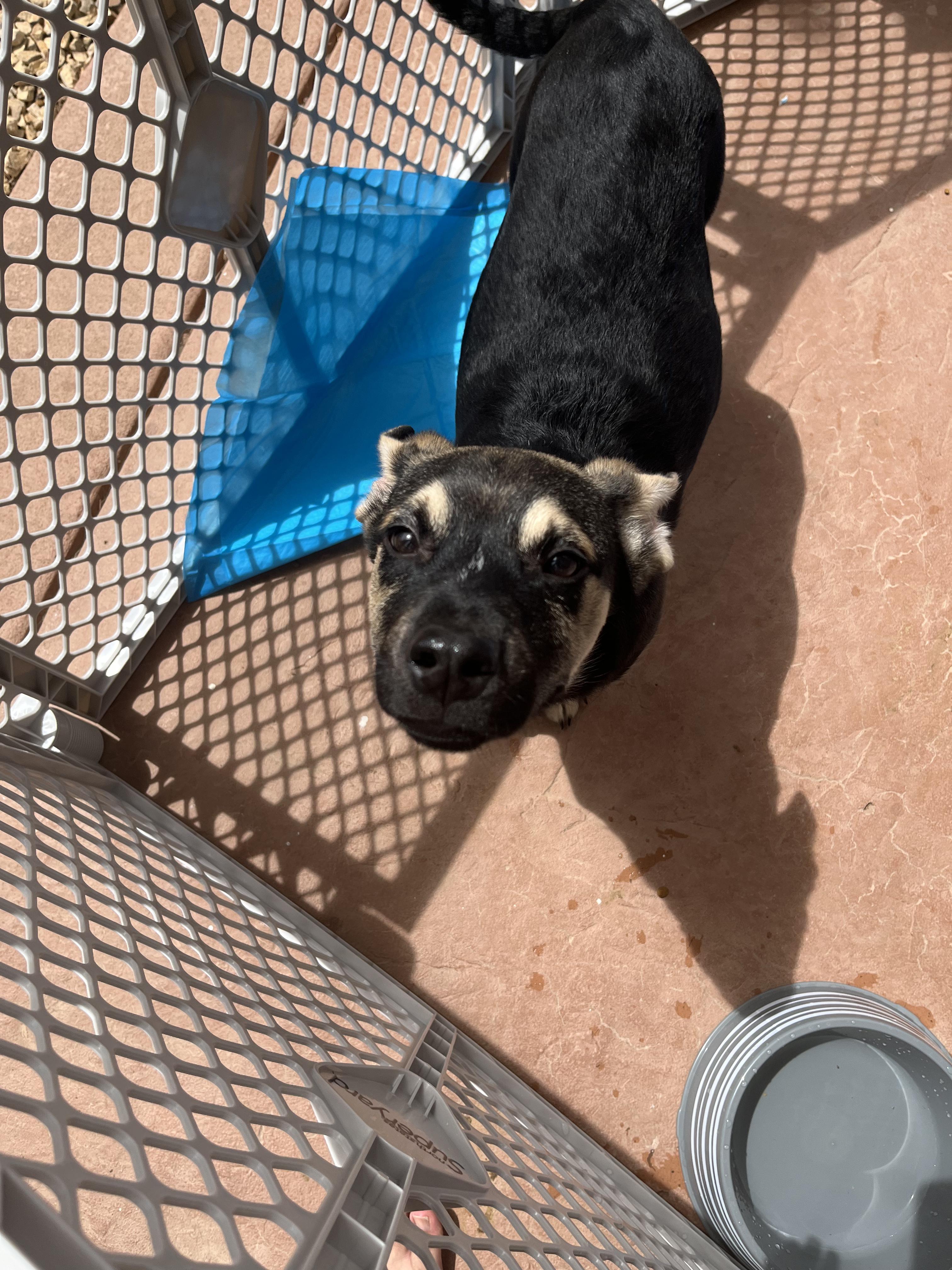 Jamal, an adoptable German Shepherd Dog in El Paso, TX, 79912 | Photo Image 3