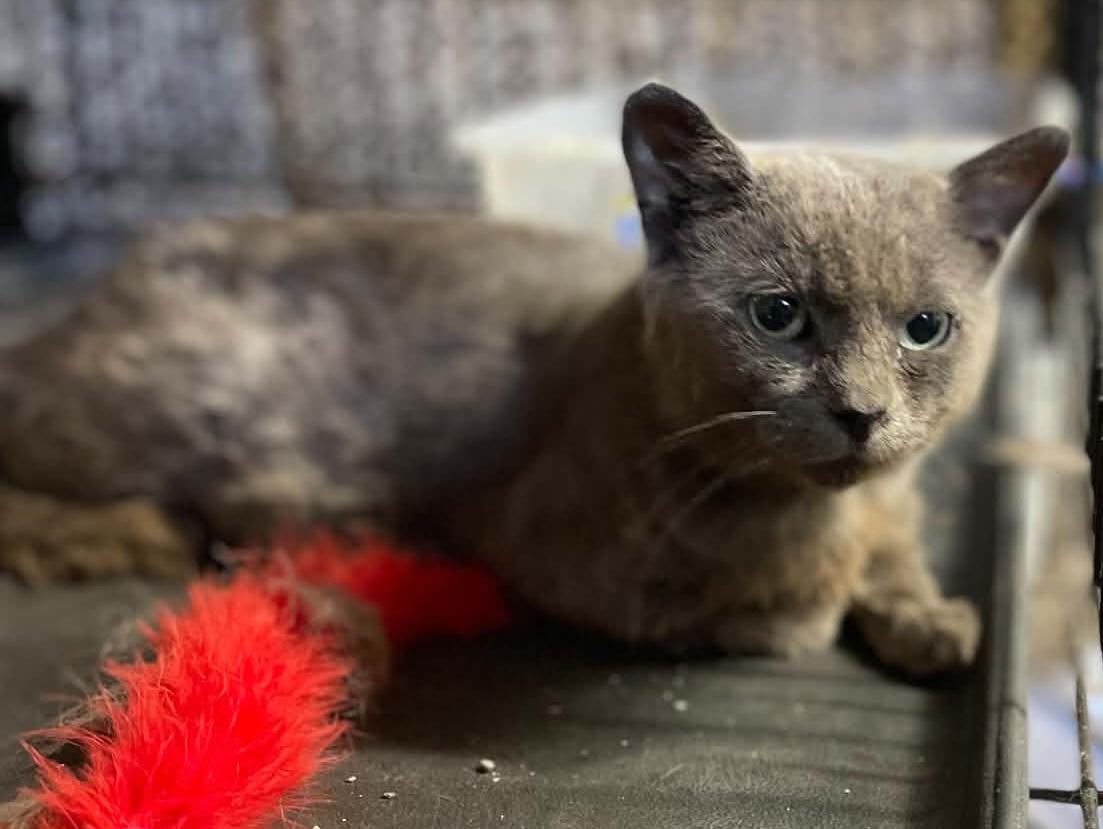 Stuart, Adoptable, Adult Male Russian Blue.