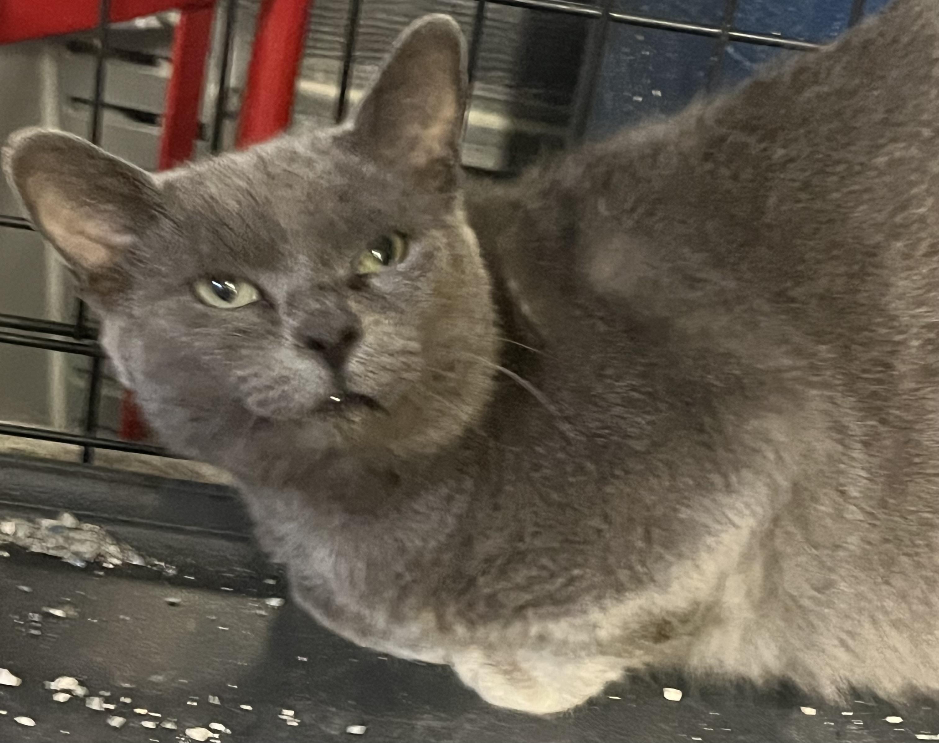 Enlarge Stuart, a Adoptable Russian Blue in Ormond beach, FL image 2/4
