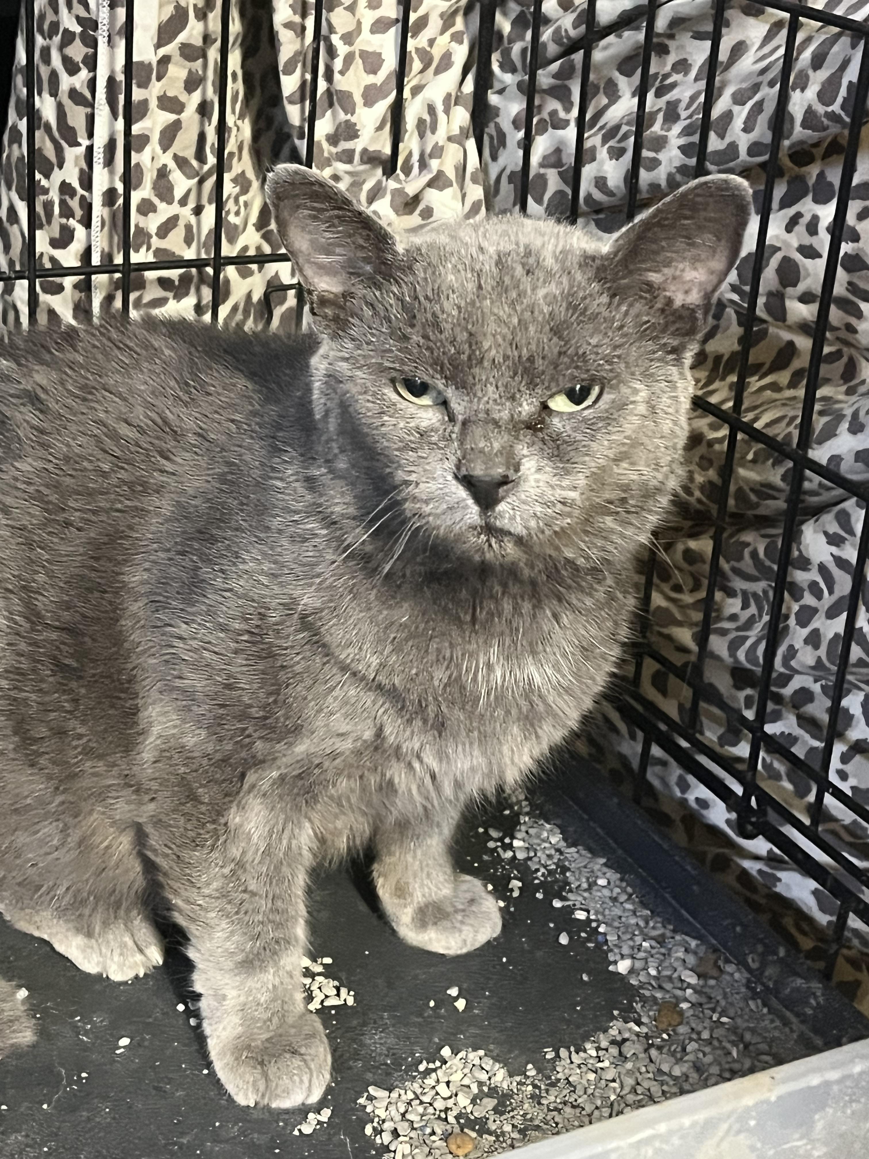 Enlarge Stuart, a Adoptable Russian Blue in Ormond beach, FL image 4/4