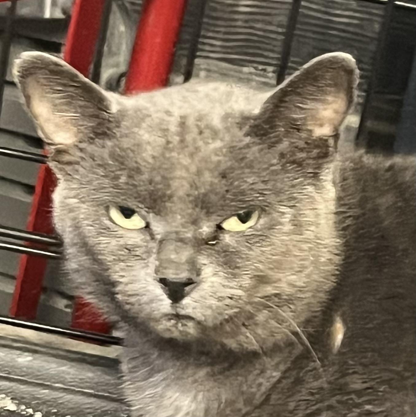 Enlarge Stuart, a Adoptable Russian Blue in Ormond beach, FL image 3/4