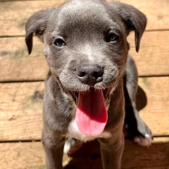 Finch, an adopted mixed breed in Kentwood, MI image 1/3